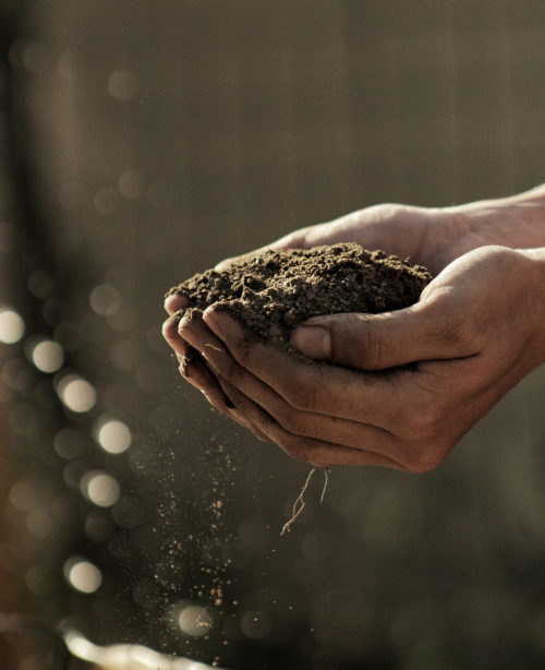 cupped hands holding healthy soil